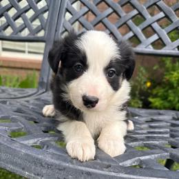 Freya - Black and white female Border Collie puppy in Mckinney, Texas from Border Collies of Ruidoso