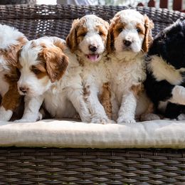 Bernedoodle Puppies from Tahoe Doodles