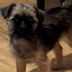 Brussels Griffons from Cinnabar Brussel's Griffons