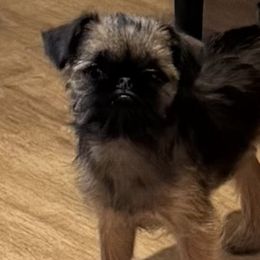 Brussels Griffons from Cinnabar Brussel's Griffons