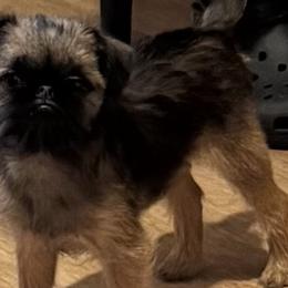 Brussels Griffons from Cinnabar Brussel's Griffons