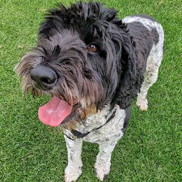 Australian Labradoodles from Running Brook Doodles