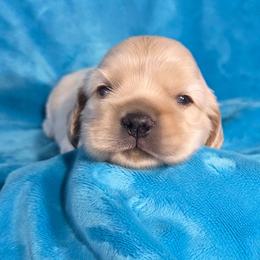 Waffles - Buff male Cocker Spaniel puppy in Greers Ferry, Arkansas from Lake Area Cuddly Cockers