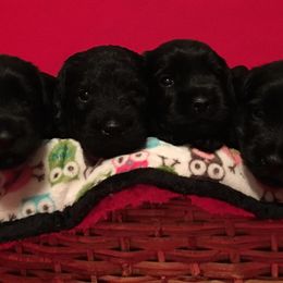 Standard Schnauzer puppies from Die Nassen Baerte