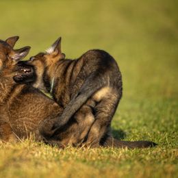 German Shepherd Puppies from Sommerfeld German Shepherds