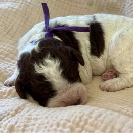 Purple - Parti female Goldendoodle puppy in Hesperia, Michigan from Red Acres Poodles & Doodles
