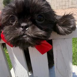 Majesty - Black male Shih Tzu puppy in Auburn, Washington from Shih Tzu’s  ‘N’ Love