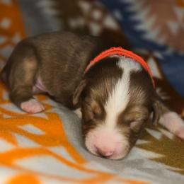 Chowder - Red tri-color male Australian Shepherd puppy in Russellville, Kentucky from Page Family Homestead
