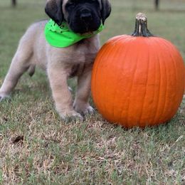 Mastiff Puppies from Red River Mastiff