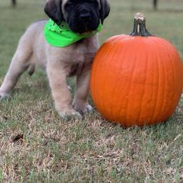 Mastiff Puppies from Red River Mastiff