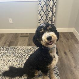 Lucy - Bernedoodle