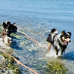 Miniature Australian Shepherd Puppies from Iris’ Island Oasis