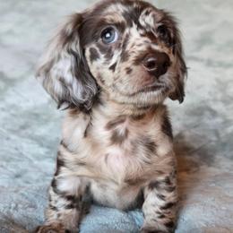 Hazel - Dapple female Dachshund puppy in Tucson, Arizona from Joplin's Hippo House