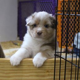 Australian Shepherd and Soft Coated Wheaten Terrier Puppies from Ironwood Ridge Kennels