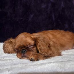 Charisma's sweet wine and sunshine - Red female English Toy Spaniel puppy in Glenwood City, Wisconsin from NyaStar