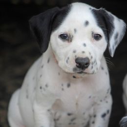 Female 4 - White and black female Dalmatian puppy in Lake Mathews, California from Bully Market
