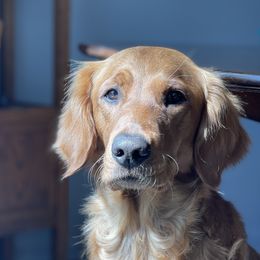 Zoe - Golden Retriever