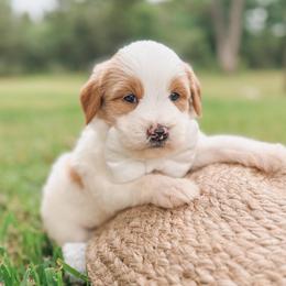 Austin - Parti male Goldendoodle puppy in Iola, Texas from Supreme Doodles of Texas