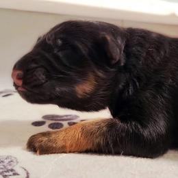 Boy 1 - Black and red male German Shepherd puppy in Charlotte, North Carolina from Zuflucht K9s
