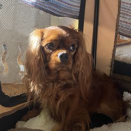 Honey - Cavalier King Charles Spaniel