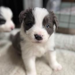 Rogue - Blue male Border Collie puppy in Kalispell, Montana from North Fork Border Collies