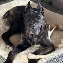 Legend - Cane Corso