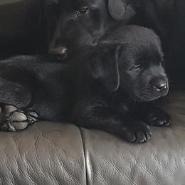 Labrador Retriever Puppies from pinecrest kennels