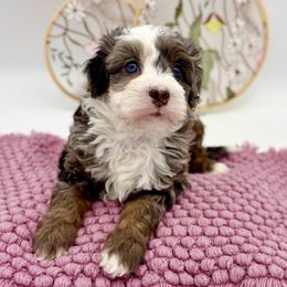 Boy 3 - Bernedoodle puppy in Munster, Indiana from Miranda’s Sunshine Poodles and Doodles