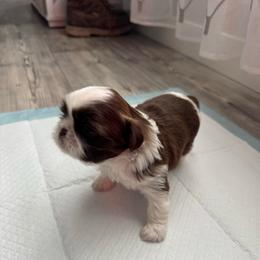 Reese's - Liver and white male Shih Tzu puppy in Hermiston, Oregon from Butterfly Shih Tzu Pups