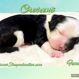 Crescent - Black and white female Sheepadoodle puppy in Roseburg, Oregon from Sharon’s Sheepadoodle’s