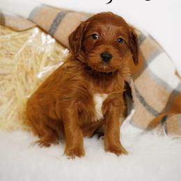Spooky - Red  male Goldendoodle puppy in Mendon, Massachusetts from Comfort & Cuddle Co