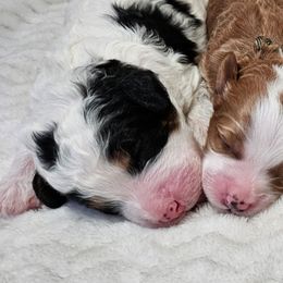Parsley - Black and white male Bernedoodle puppy in Granton, Wisconsin from Rose River Farms