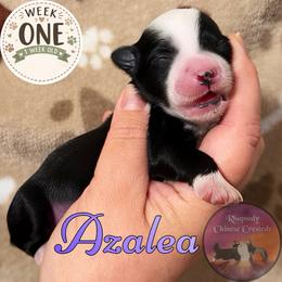 Azalea - Black and white female Chinese Crested puppy in Sweet Home, Oregon from Rhapsody Poodles & Cresteds