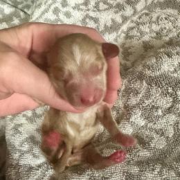 Doc - Cream male Dachshund puppy in Atwood, Oklahoma from Holder’s Doxie Farm