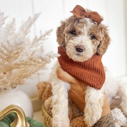 Ember - Parti female Goldendoodle puppy in Atwater, California from Alvdoodles