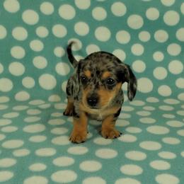 Dachshund Puppies from Newbern's Nuggets