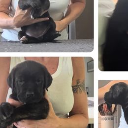 Girl 7 - Cane Corso puppy in Tennessee from Nuovo Inizi Kennels