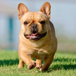 French Bulldog puppies from Painted Desert Frenchies