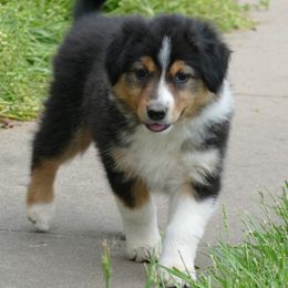 English Shepherd Puppies from Oerly's English Shepherds