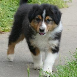 English Shepherd Puppies from Oerly's English Shepherds