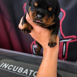 Pink girl - Black and mahogany female Rottweiler puppy in Lake City, Florida from Haus Der Wut Kennels
