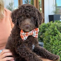 Royce - Brown male Bernedoodle puppy in Yuba City, California from Ranch House Doodles