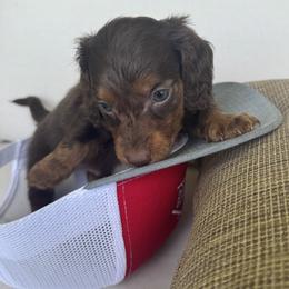 Tiny Tim - Chocolate male Dachshund puppy in Bentonville, Arkansas from T & D Dachshunds by design