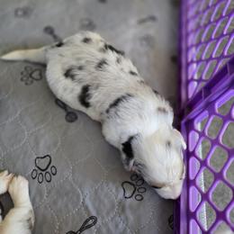 Cardigan Welsh Corgi Puppies from Savage Family Farm