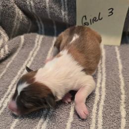 Biscuit g3 - White and sable female Shetland Sheepdog puppy in Caldwell, Texas from Candyce Witte