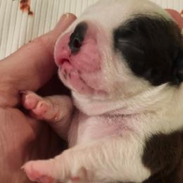 Boston Terriers and French Bulldogs from Edna's Homegrown Frenchies