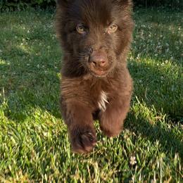 Tan collar - Liver male German Shepherd puppy in Chambers, Arizona from Devil-Dog Shepherds
