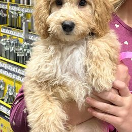 Josefina - Yellow and white female Bernedoodle puppy in Caldwell, Idaho from Treasure Valley Poodles