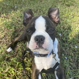 Boston Terrier Puppies from I Love Pups