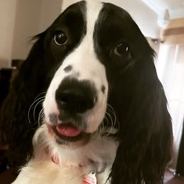 Cricket - English Springer Spaniel